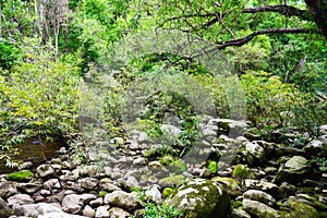 Rainforest jungle with rock and green mos in the wild tropical forest - Mountain river stream waterfall green tree landscape