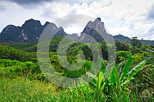 Rainforest of Khao Sok National Park