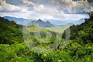 Rainforest of Khao Sok National Park photo