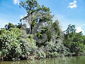 rainforest Kuranda river crocodile Australia Cairns Tropical North Queensland