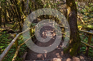 Rainforest in La Gomera island - Canary Spain