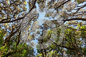 Rainforest in La Gomera island - Canary Spain