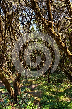 Rainforest in La Gomera island - Canary Spain