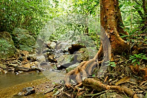Rainforest landscape photo