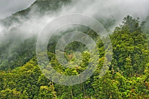 Rainforest landscape