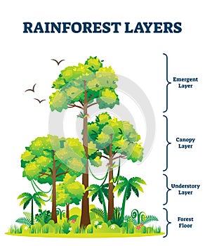 Rainforest layers vector illustration. Jungle structure educational scheme.