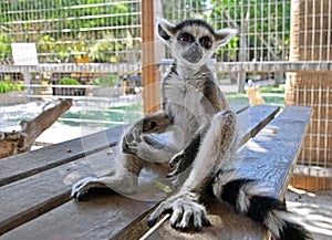 Rainforest  Lemur