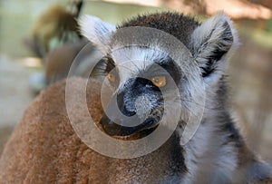 Rainforest  Lemur close-up