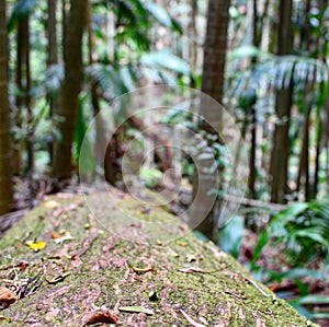 Rainforest log detail