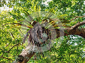 Rainforest in Masoala national park, Madagascar