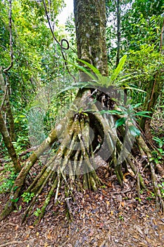 Rainforest in Masoala national park, Madagascar