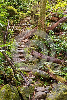 Rainforest in Masoala national park, Madagascar