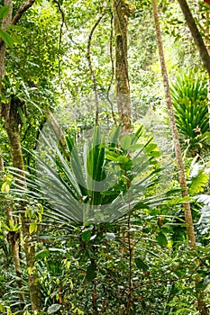 Rainforest in Masoala national park, Madagascar