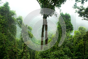 Rainforest in Mist, Jungle, Rainforest, Daintree Forest near Cairnes, green jungle, Queensland, Australia photo