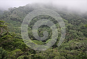 Rainforest Mountain Fog and Greenery