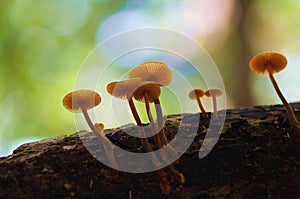 Rainforest mushroom