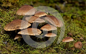 Rainforest mushrooms