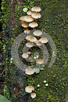 Rainforest mushrooms