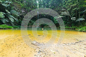 Rainforest natural pool and waterfall