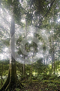 Rainforest near the Pastasa River, Ecuador