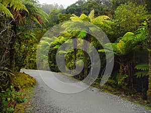 Rainforest, New Zealand