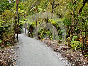 Rainforest, New Zealand