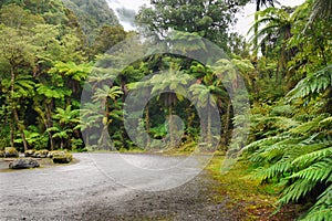 Rainforest, New Zealand