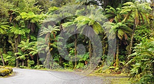 Rainforest, New Zealand