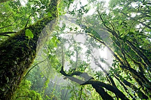 Rainforest, North of Thailand