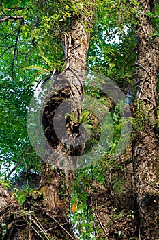 Rainforest in Nosy Mangabe, Madagascar wilderness