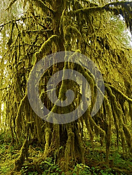 Rainforest, Olympic National Park, Washington