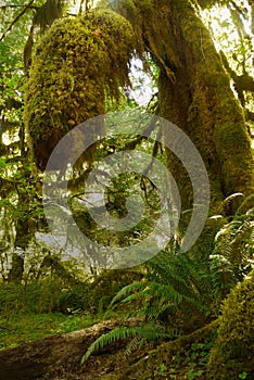 Rainforest, Olympic National Park, Washington