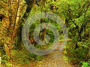 Rainforest, Olympic National Park, Washington