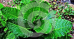 Rainforest palm leaves