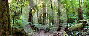 Rainforest Panorama photo