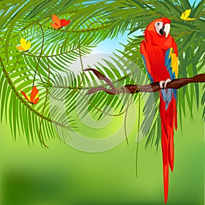 Rainforest and parrot