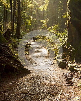 Rainforest Path