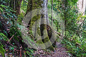 Rainforest path. Hiking in tropical rain forest