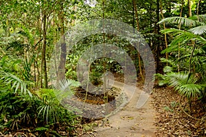 Rainforest Path 2