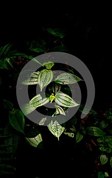 Rainforest Plant in Danum Valley, Sabah, Malaysia