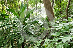 Rainforest plants