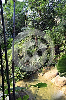 Rainforest plants and water