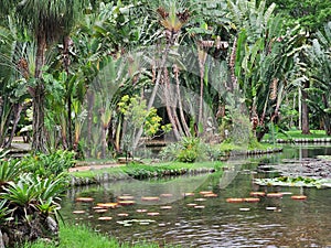 Rainforest and pond in Botanical Garden of Rio de Janeiro, Brazil.