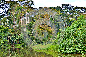 Rainforest, Puerto Limon