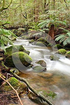 Rainforest River