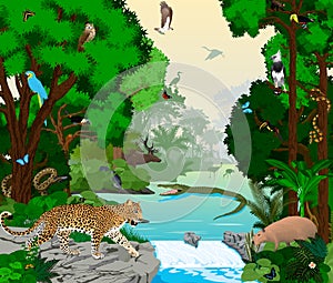 Rainforest river with animals vector illustration. Vector Green Tropical Forest jungle with parrots, jaguar, boa, peccary,  Capyba