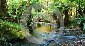 Regenwald ein Fluss 