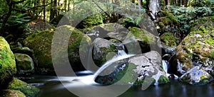 Rainforest River Panorama