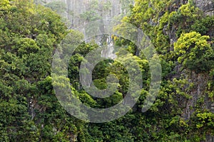 Rainforest on rocky cliff