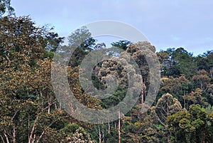 Rainforest in Sabah Borneo